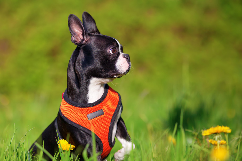 boston-terrier-wearing-a-harness