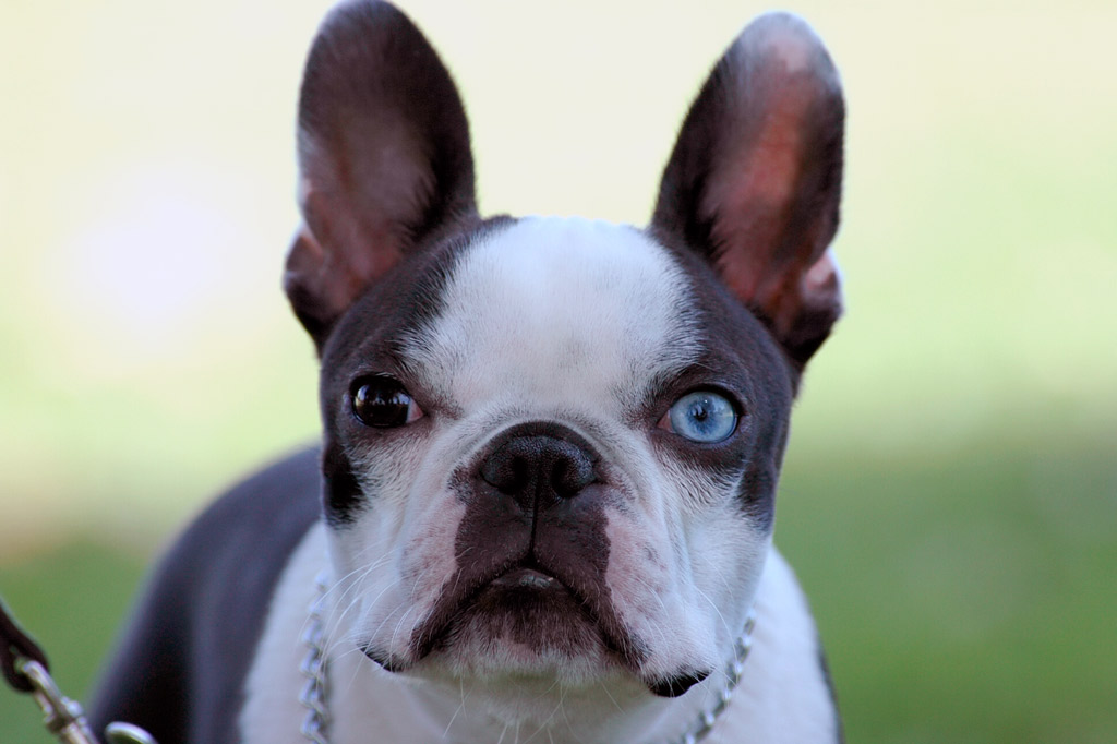 blue boston terrier