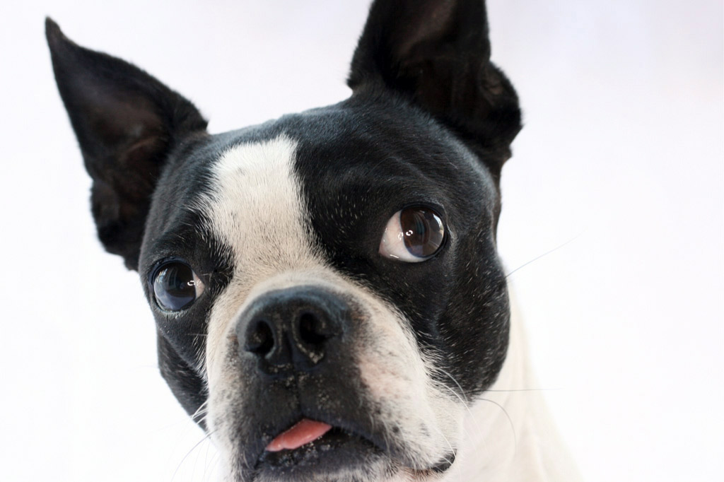boston-terrier-with-healthy-eyes