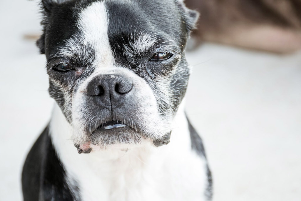 boston-terriers-ageing-factors