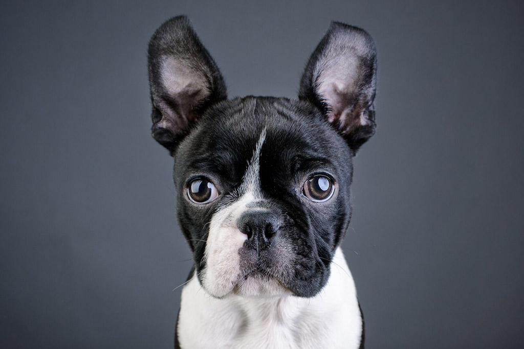 Boston Terriers Ears - When Do They Stand Up?