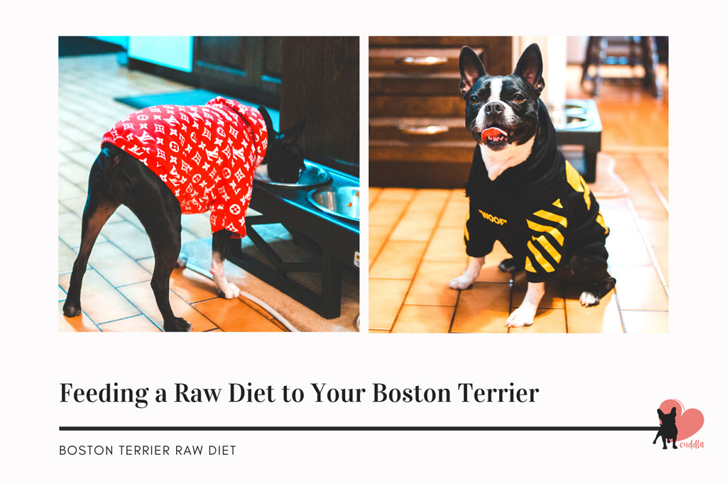 boston-terriers-feeding-a-raw-diet