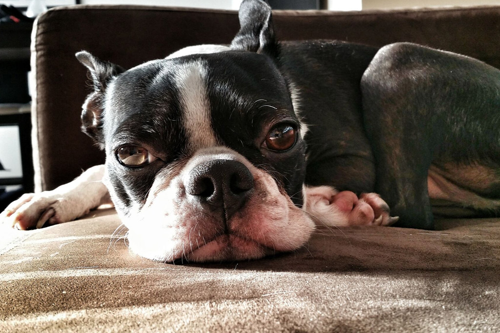 How Long Is A Boston Terrier S Lifespan 8 Longevity Tips