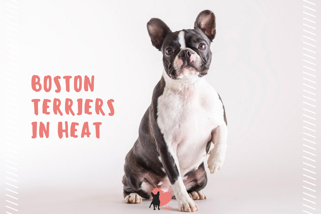 boston-terriers-in-heat