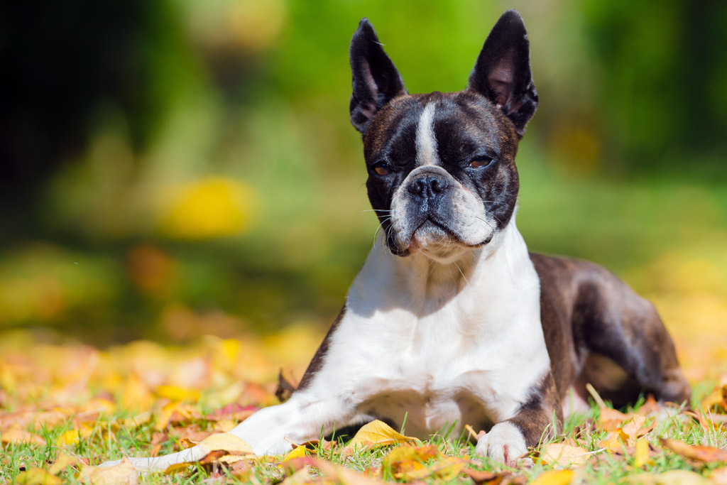 boston terrier intelligence