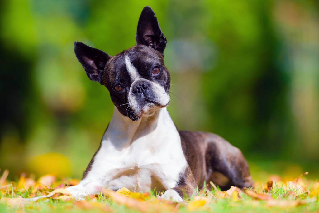 boston terrier intelligence