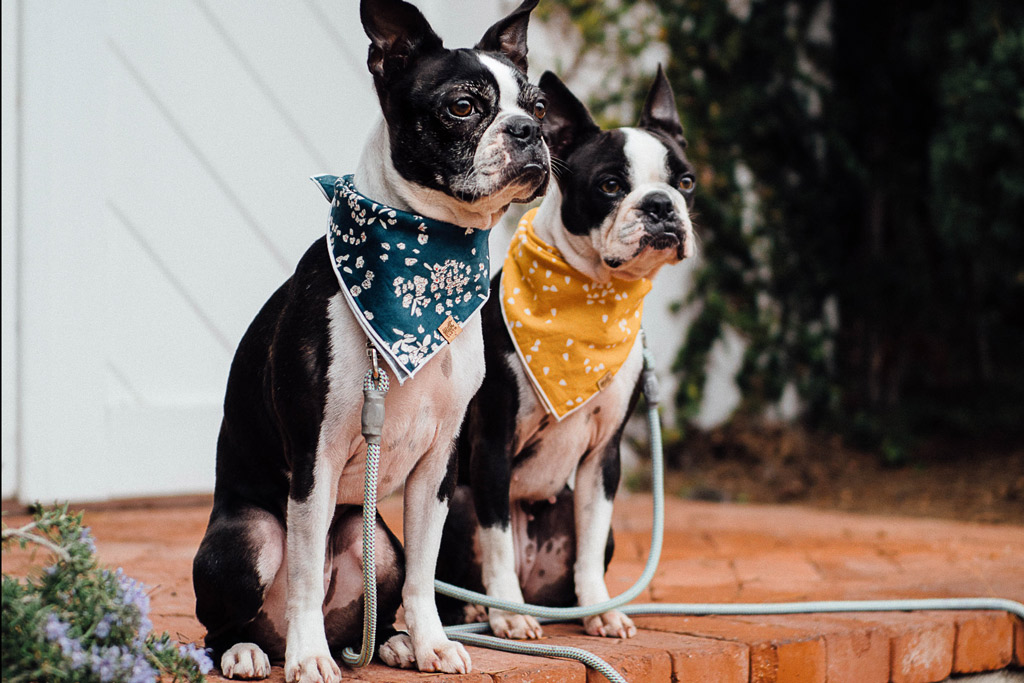 How Long Is A Boston Terrier S Lifespan 8 Longevity Tips