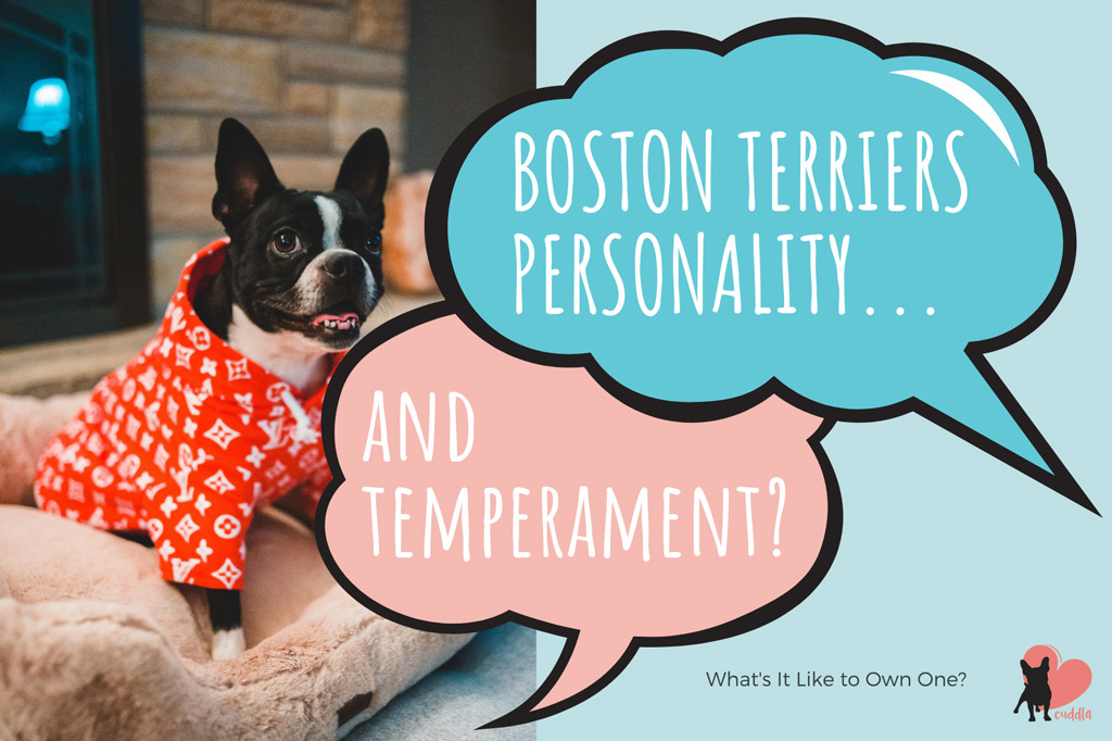 boston-terriers-personality