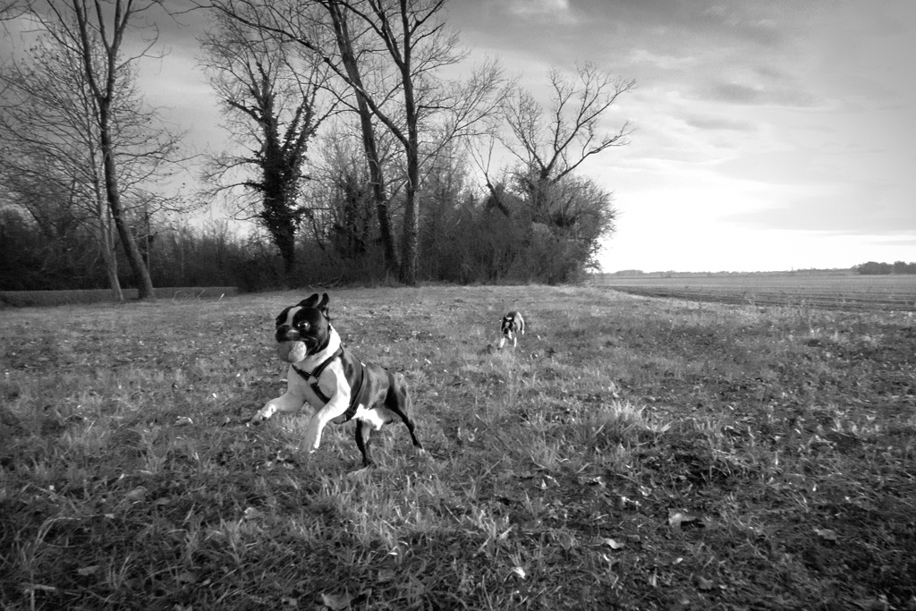 boston-terriers-playing