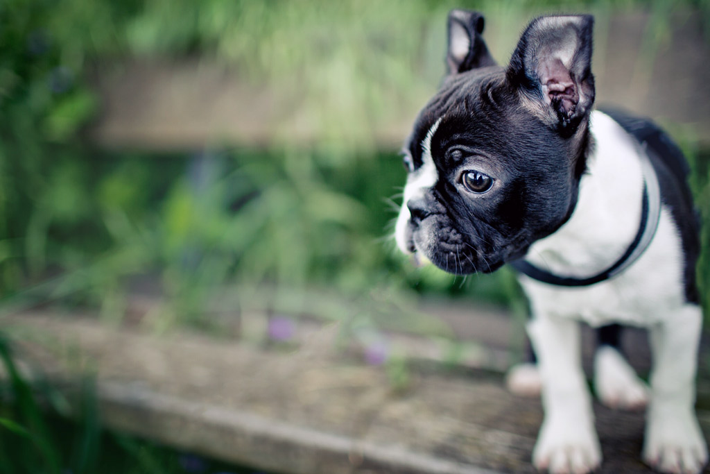 Boston Terriers Ears When Do They Stand Up?
