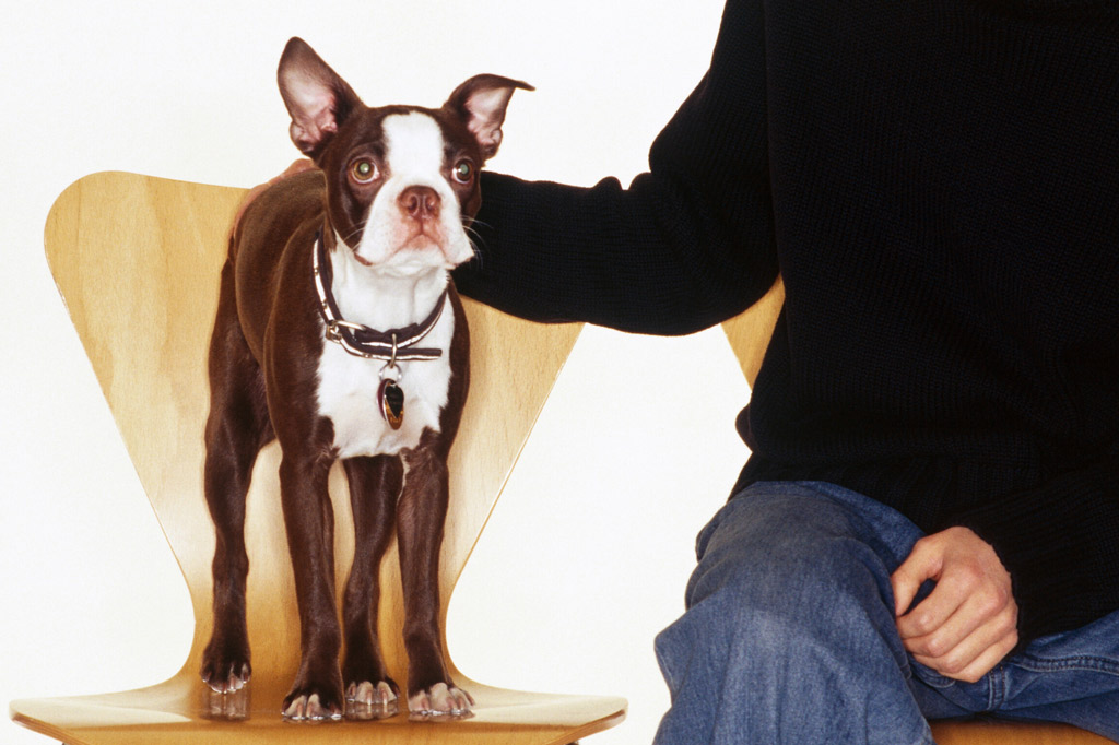 boston-terriers-puppy-ears-half-standing