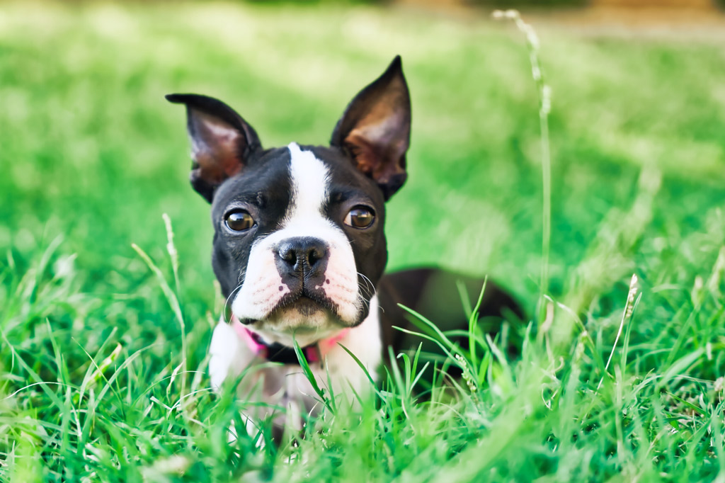 boston-terriers-puppy-erect-ears