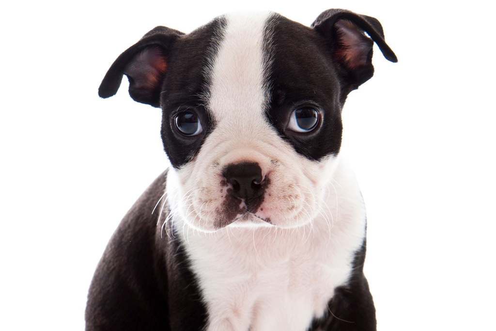 boston-terriers-puppy-floppy-ears