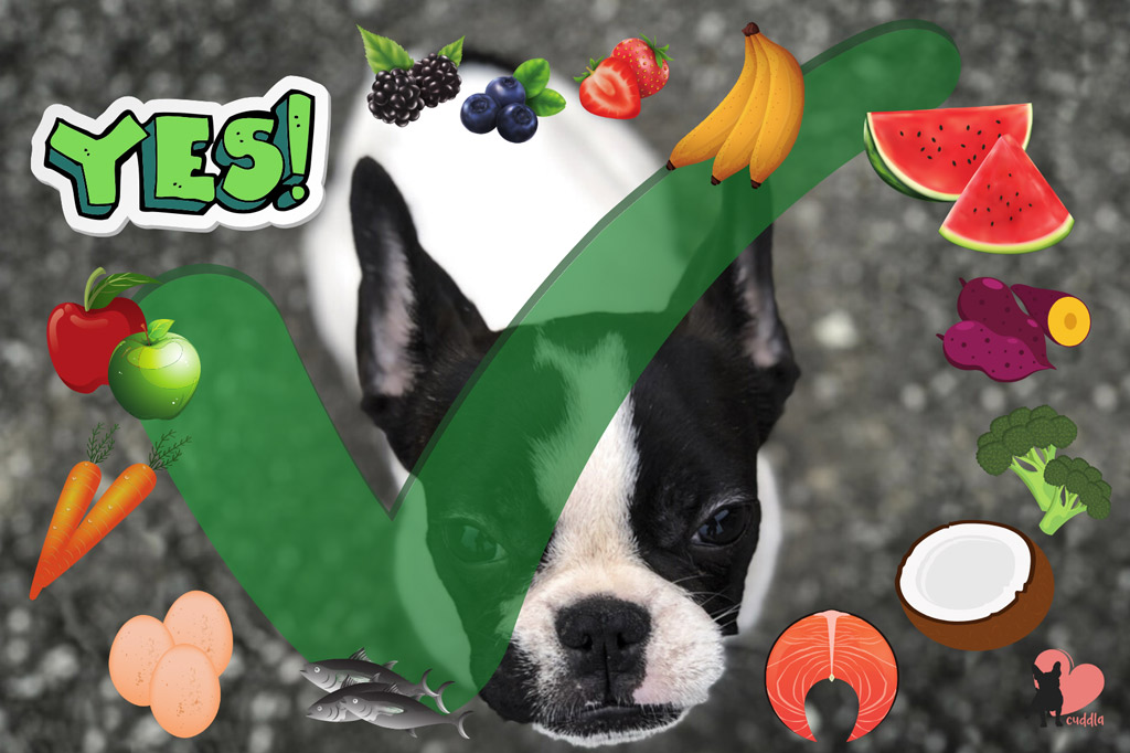 boston-terriers-safe-human-foods