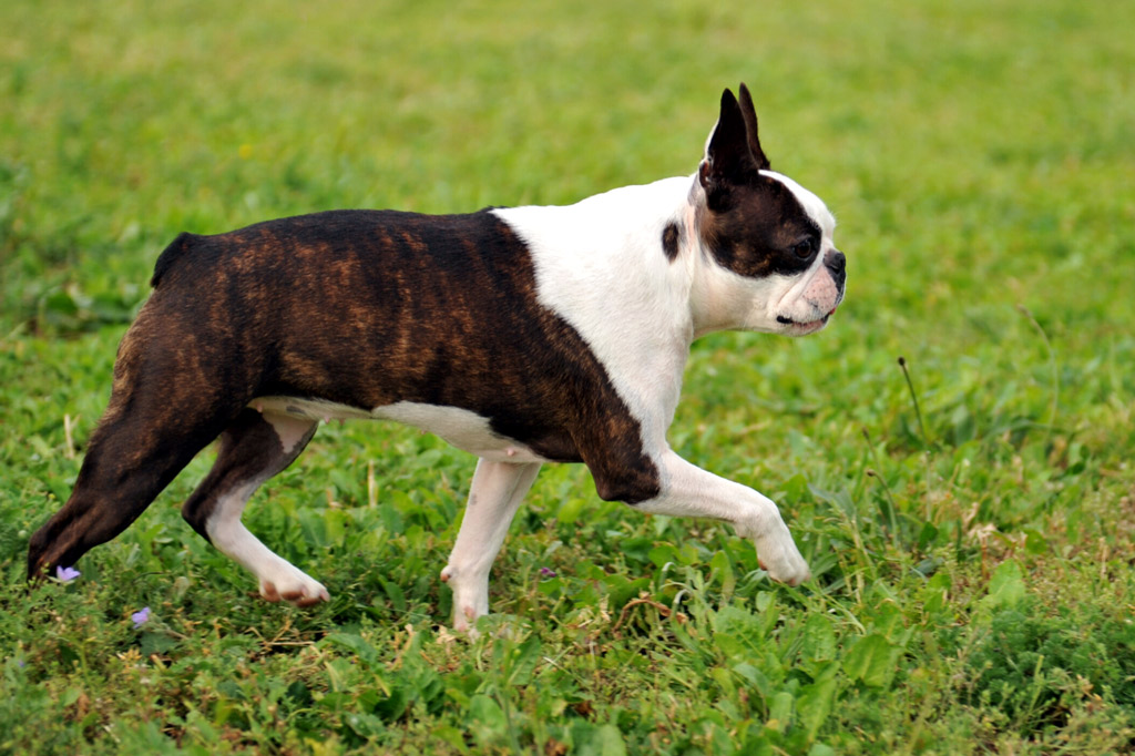 boston-terriers-tail-facts