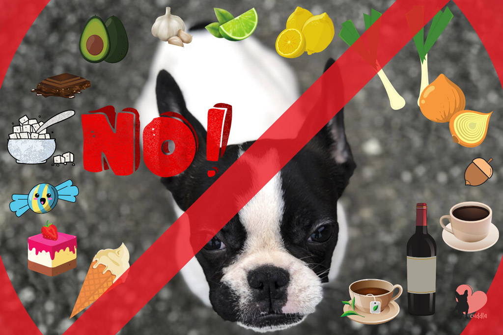 boston-terriers-toxic-human-foods