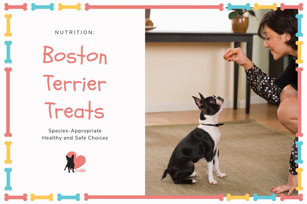 boston-terriers-treats