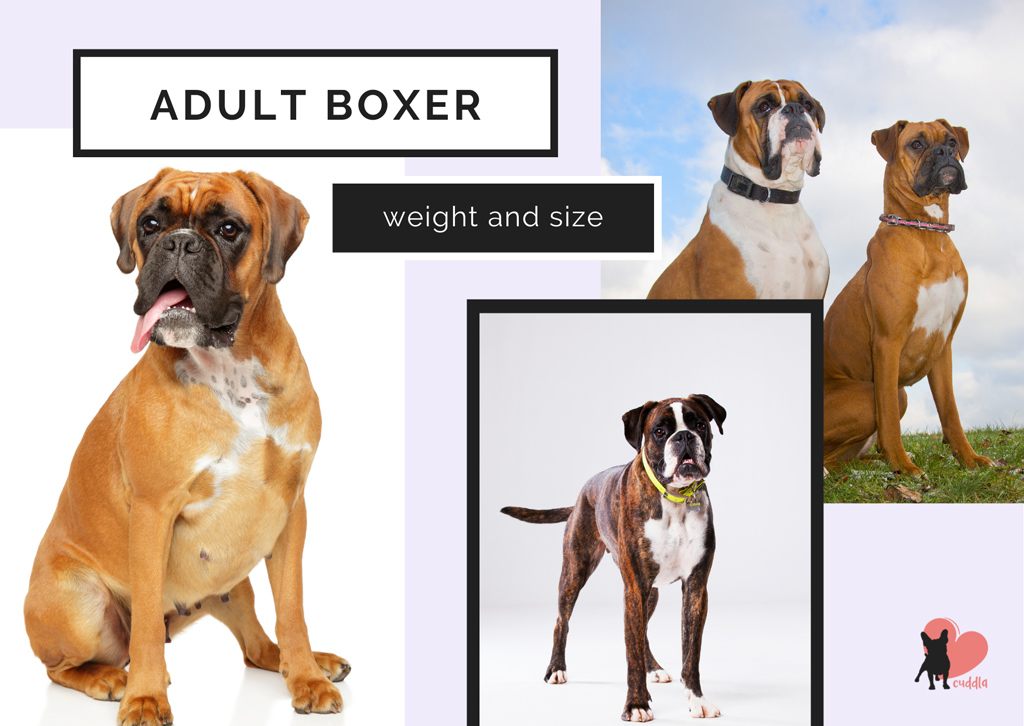 boxer-adult-size-and-weight
