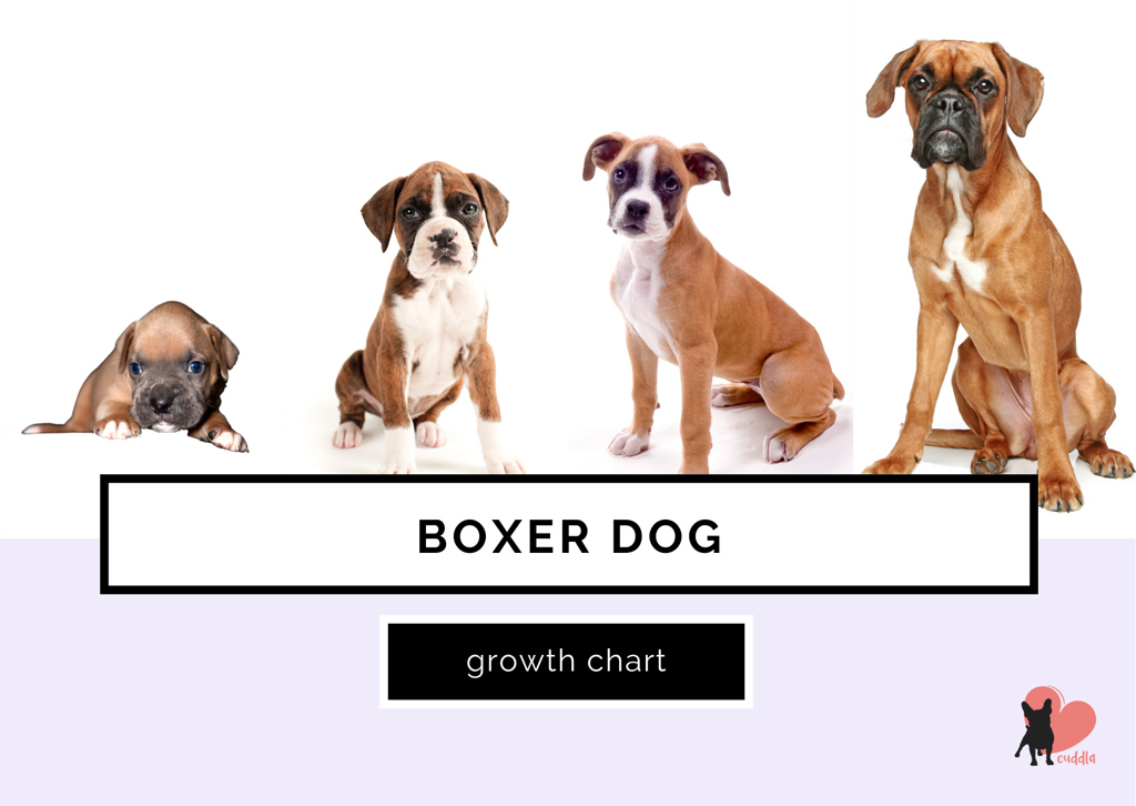 Boxer Growth Stages