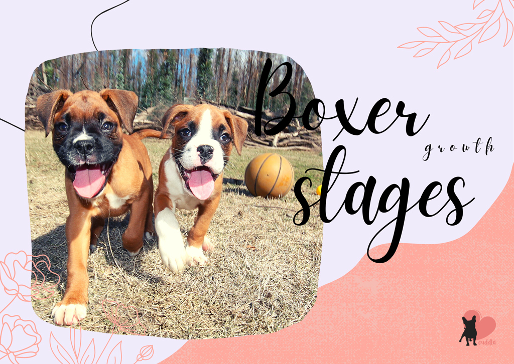 boxer-growth-stages