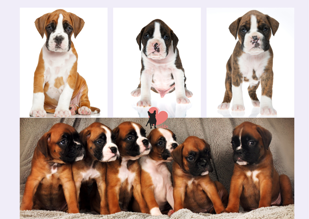 boxer-puppies-litter-size