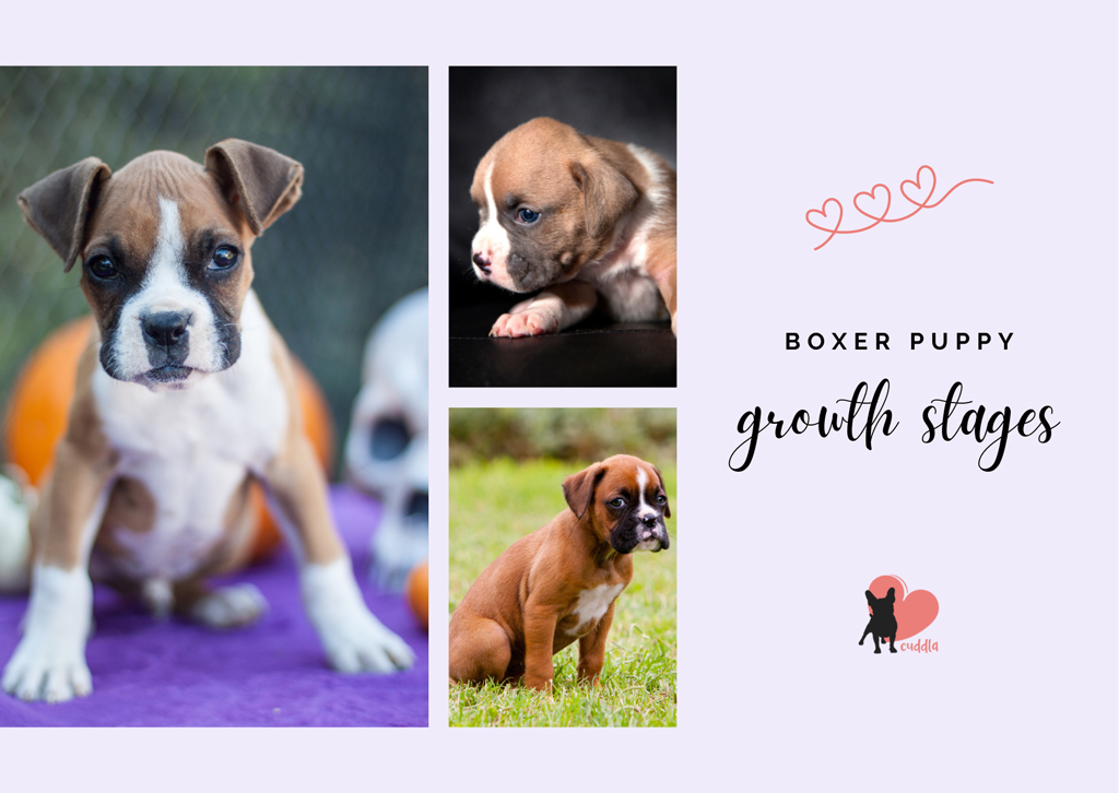 boxer-puppy-growth-stages