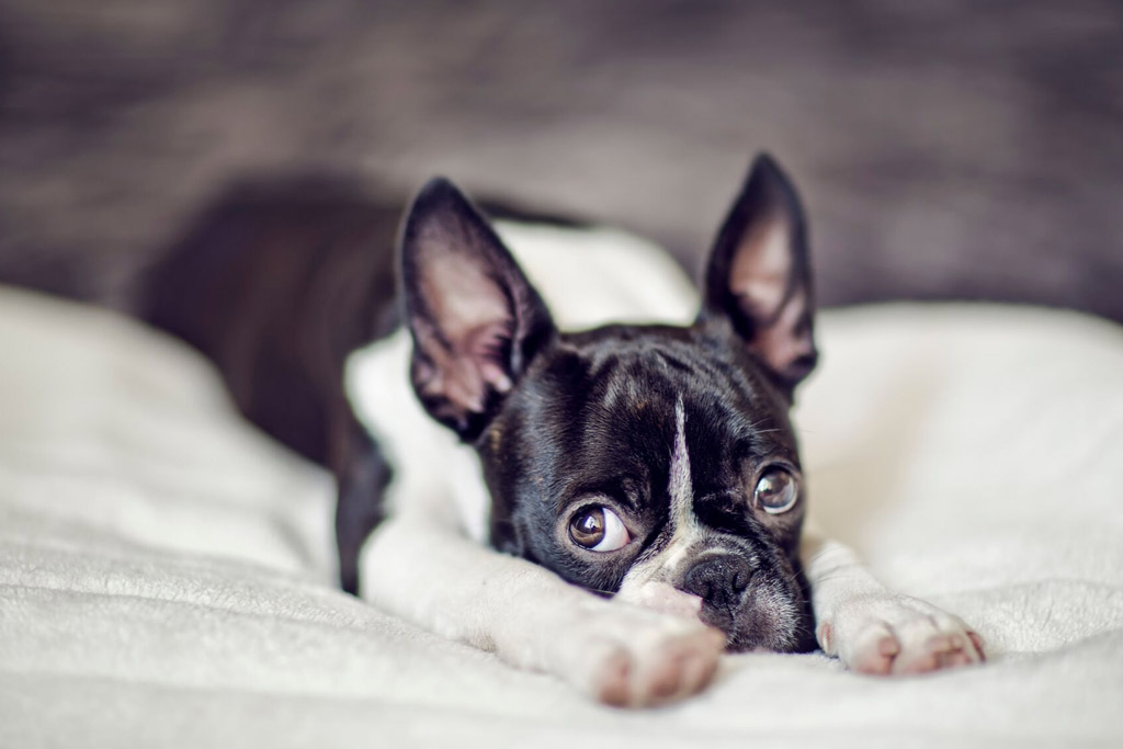 can-a-boston-terrier-be-left-alone