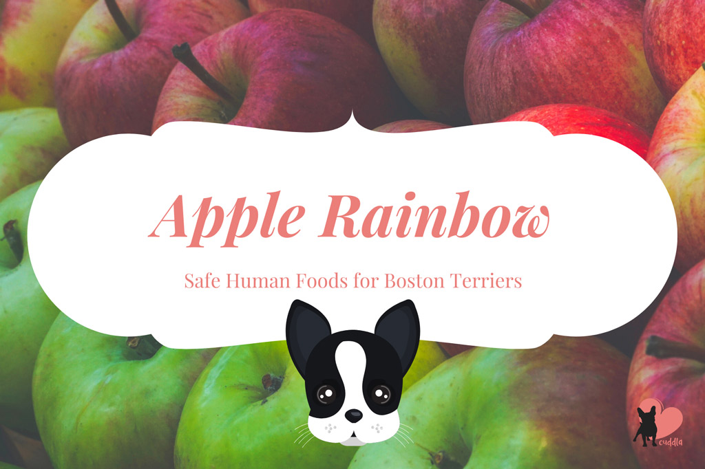 can-a-boston-terrier-eat-apples