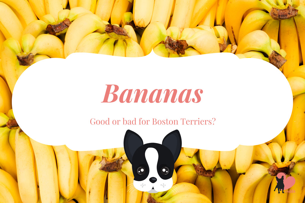 can-a-boston-terrier-eat-bananas