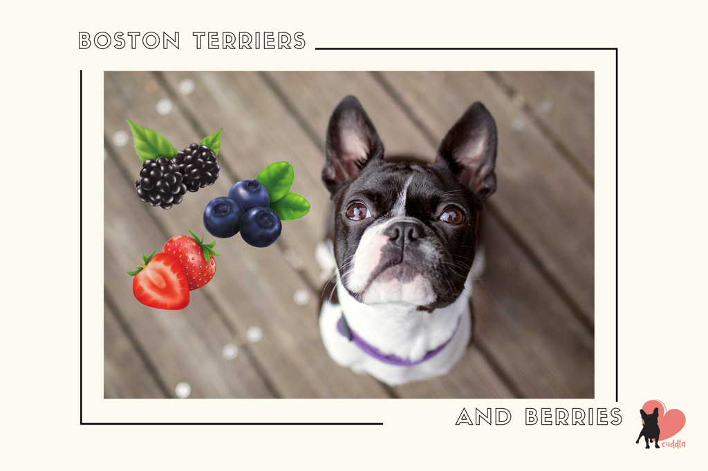 can-a-boston-terrier-eat-berries