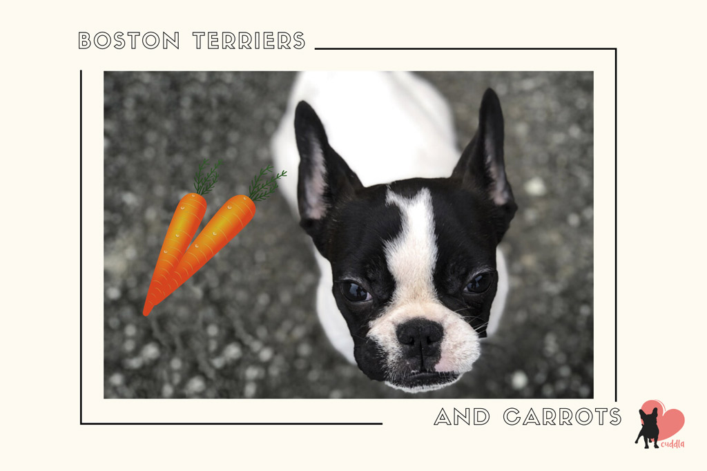 can-a-boston-terrier-eat-carrots