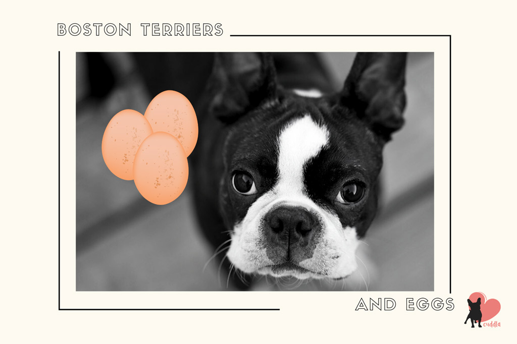 can-a-boston-terrier-eat-eggs