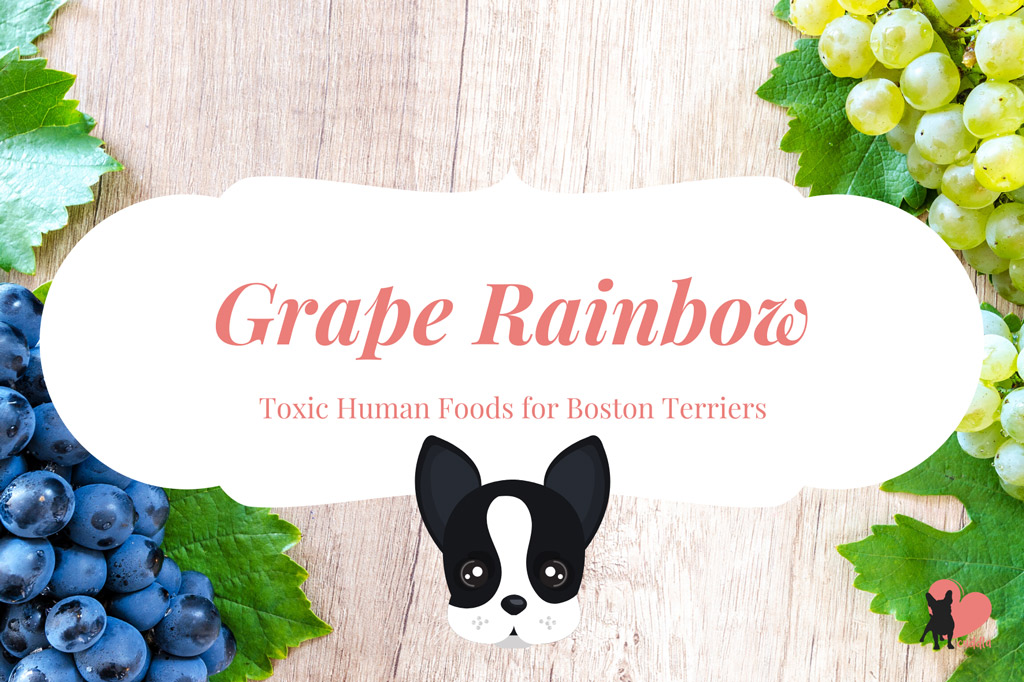can-a-boston-terrier-eat-grapes
