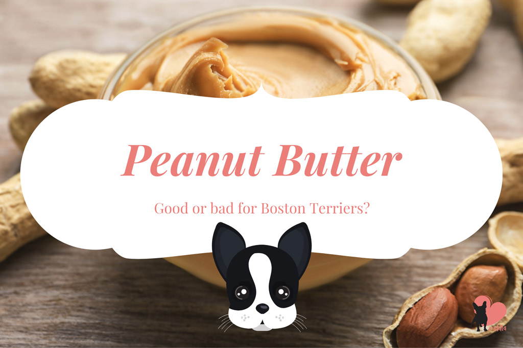 can-a-boston-terrier-eat-peanut-butter