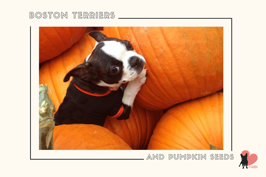 can-a-boston-terrier-eat-pumpkin-seeds