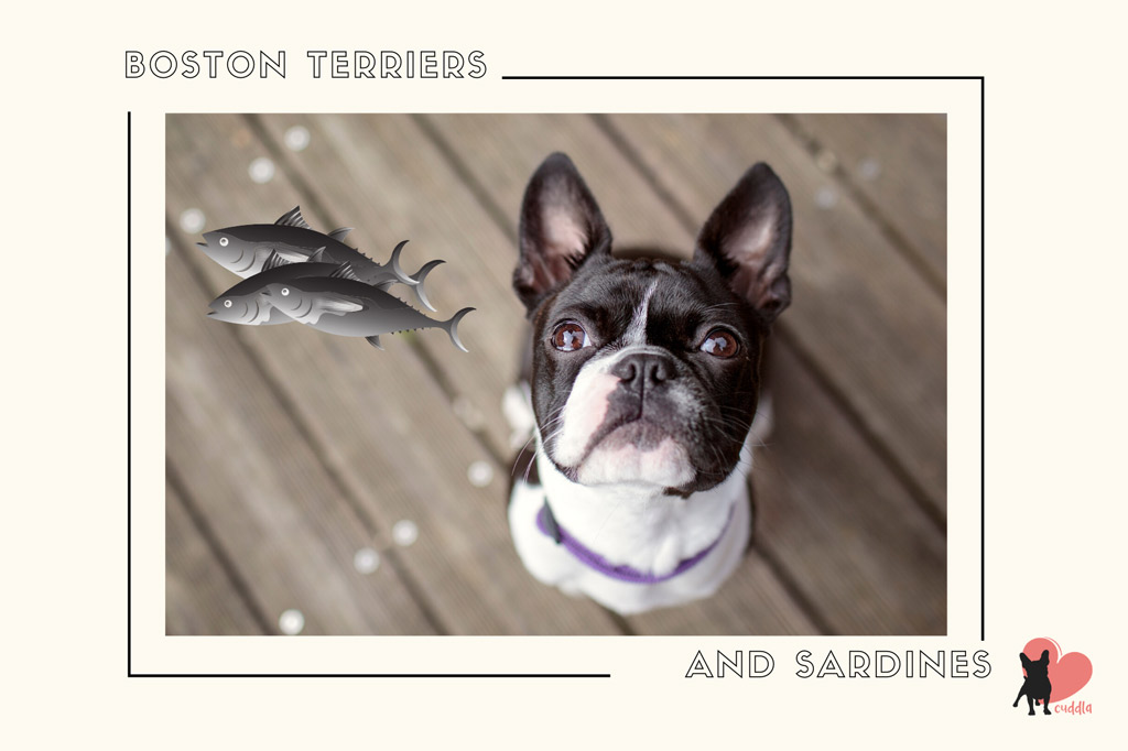 can-a-boston-terrier-eat-sardines