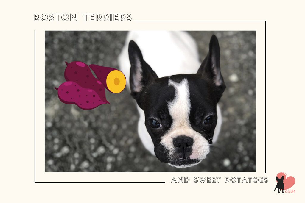 can-a-boston-terrier-eat-sweet-potatoes