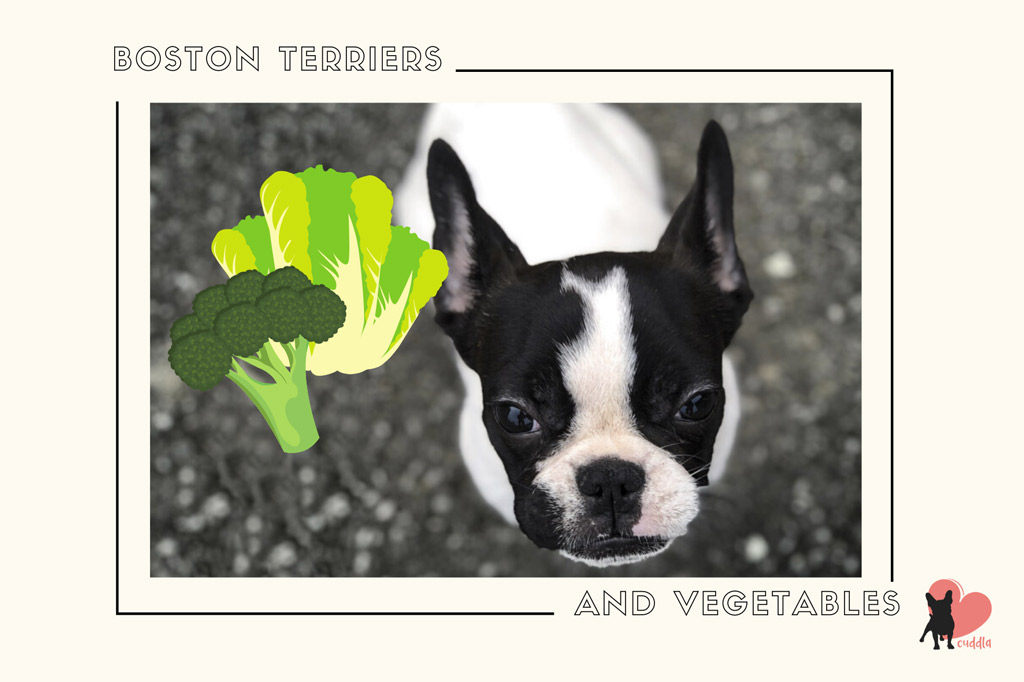 can-a-boston-terrier-eat-vegetables