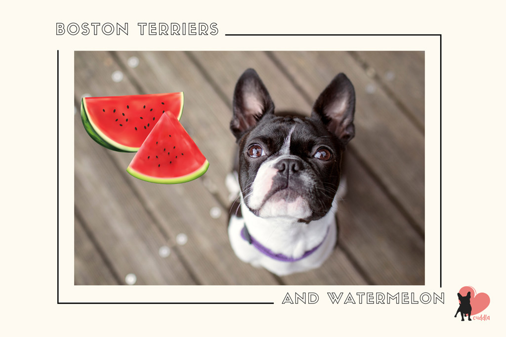 can-a-boston-terrier-eat-watermelon