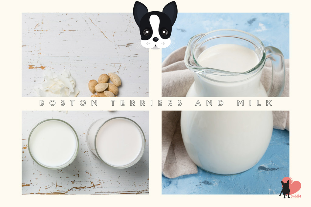 can-boston-terriers-drink-milk