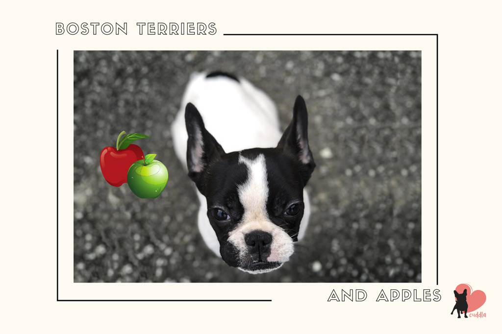 can-boston-terriers-eat-apples