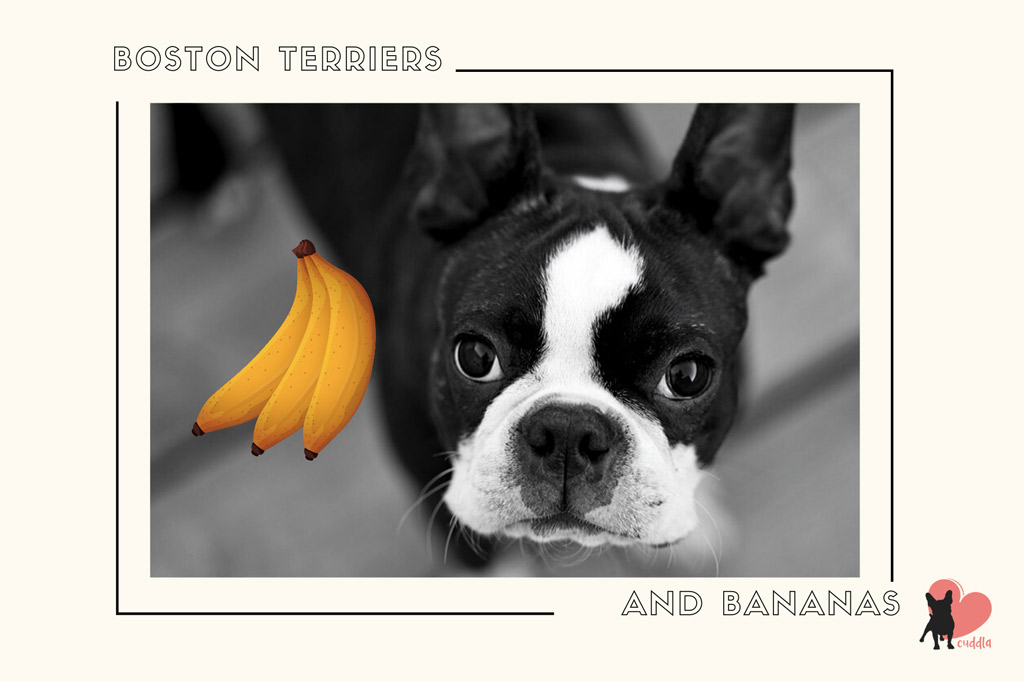 can-boston-terriers-eat-bananas