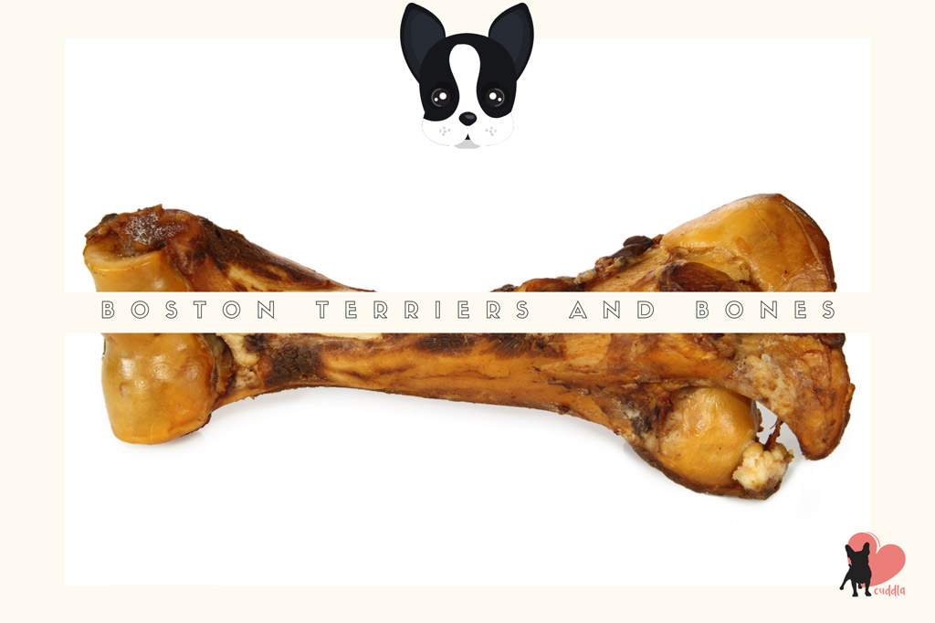 can-boston-terriers-eat-bones