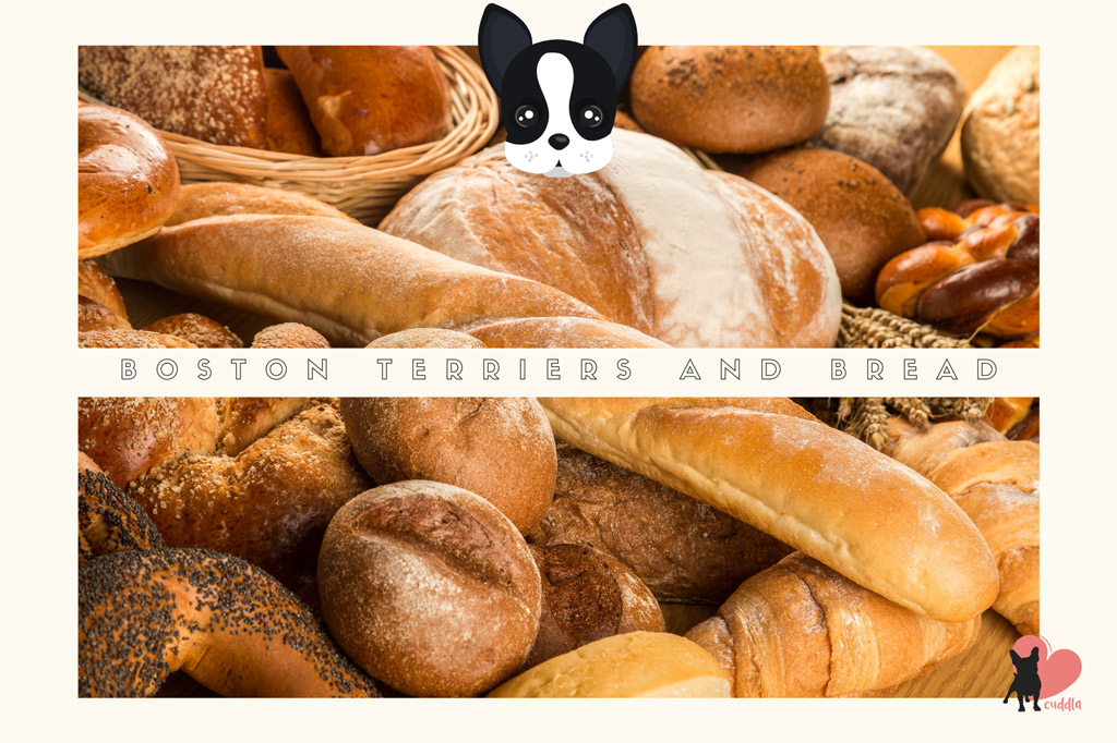 can-boston-terriers-eat-bread