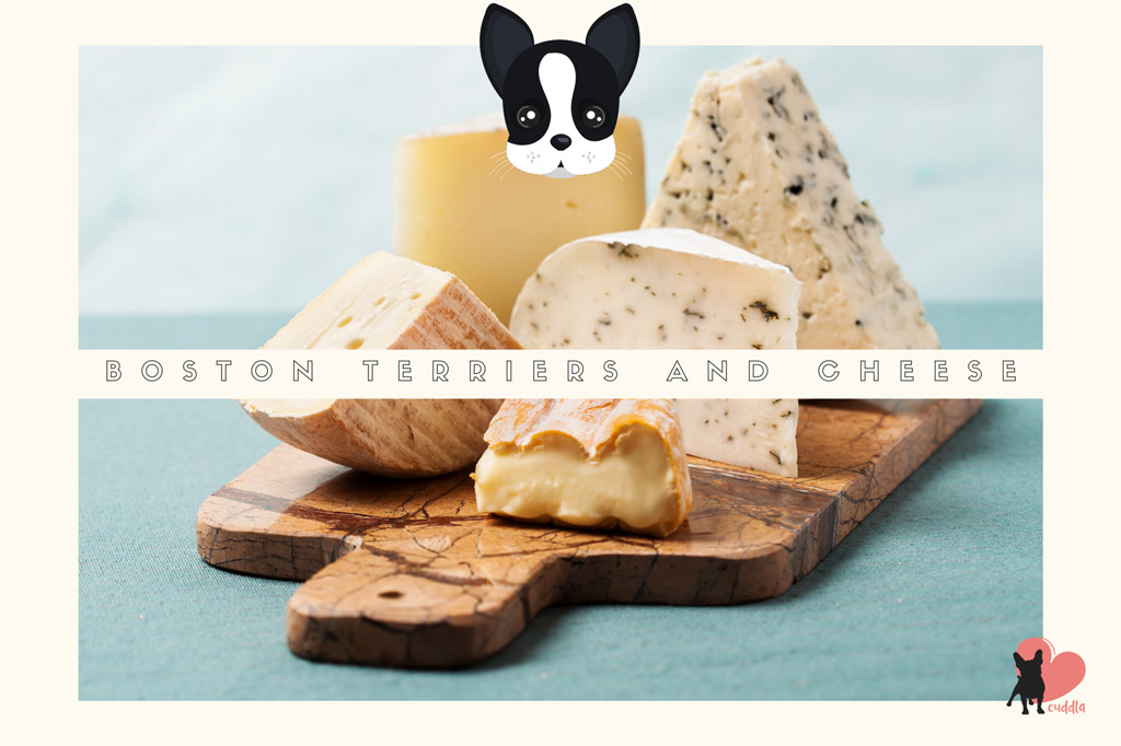 can-boston-terriers-eat-cheese