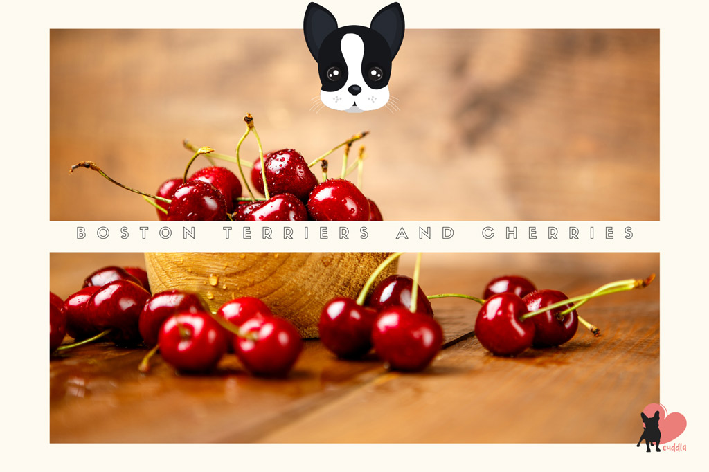 can-boston-terriers-eat-cherries