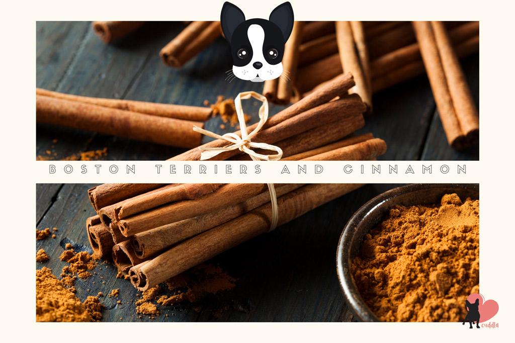 can-boston-terriers-eat-cinnamon