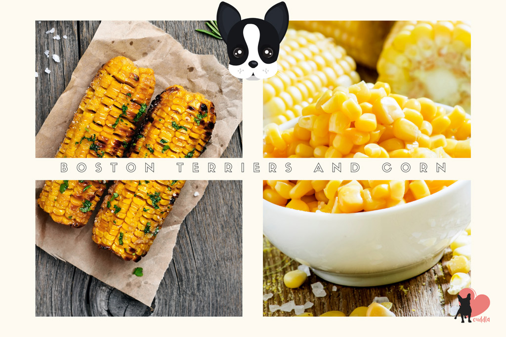 can-boston-terriers-eat-corn.