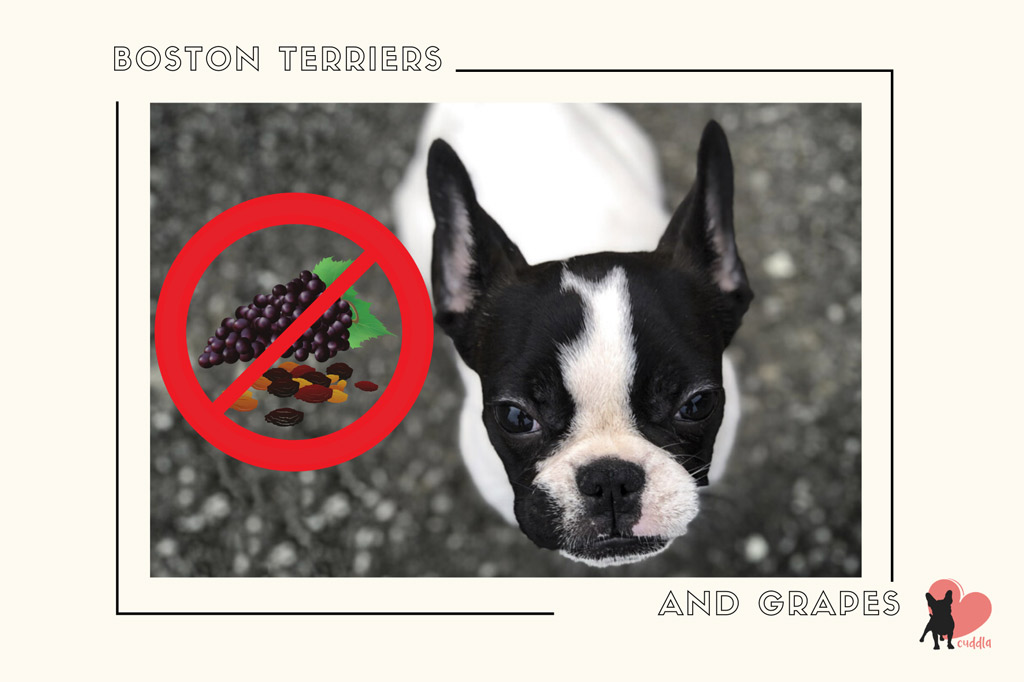 can-boston-terriers-eat-grapes