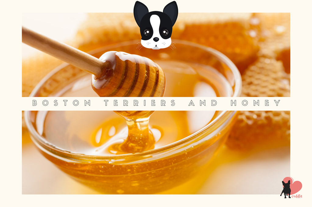 can-boston-terriers-eat-honey